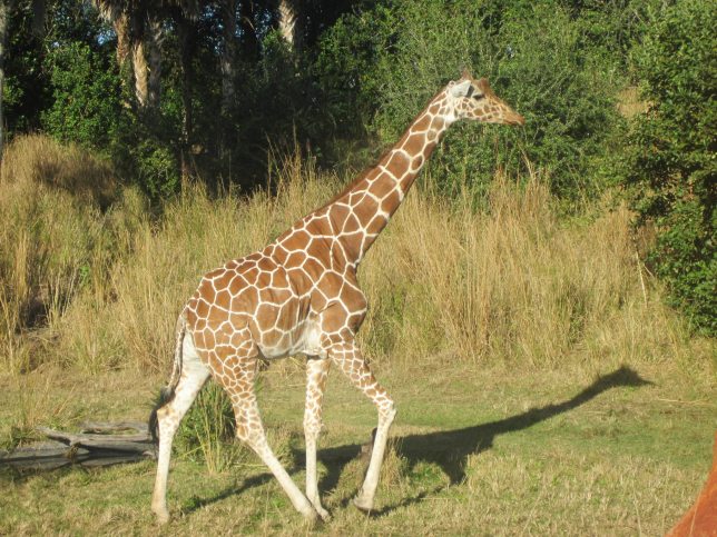 One giraffe.